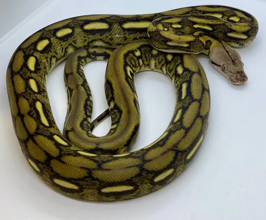 Tiger Het Snow Reticulated Python by Prehistoric Pets