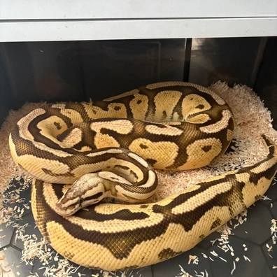 Pastel Fire Het Pied Ball Python - female for sale from Prime_Pythons