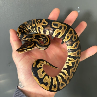 Leopard Yellowbelly Het Clown Pied (1) Ball Python - male for sale from Prime_Pythons