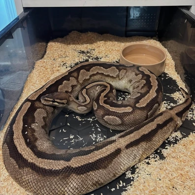 Pied Proven Breeder Ball Python - female for sale from Prime_Pythons
