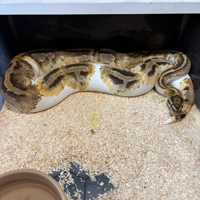 Fire Enchi Pied Ball Python - female for sale from Prime_Pythons