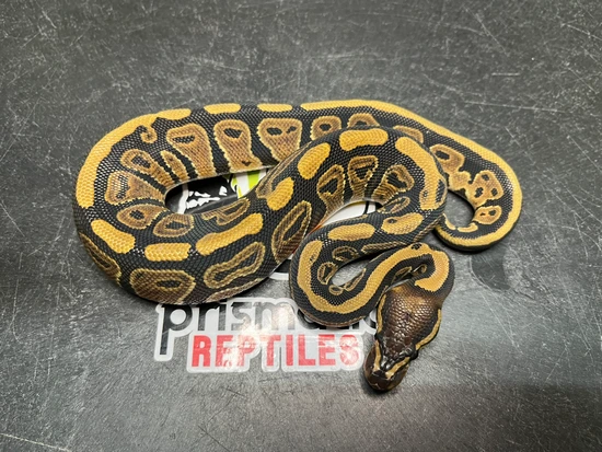 python splice - serymidnight Images High Quality Grahic Midnight DH Hypo Pied Ball Python by Prismatic Reptiles