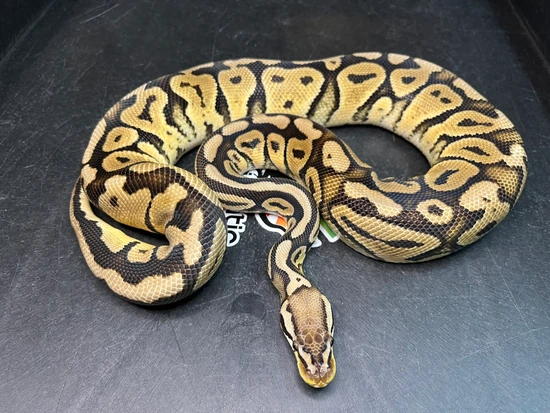 Pastel YB DH Hypo Puzzle Ball Python by Prismatic Reptiles