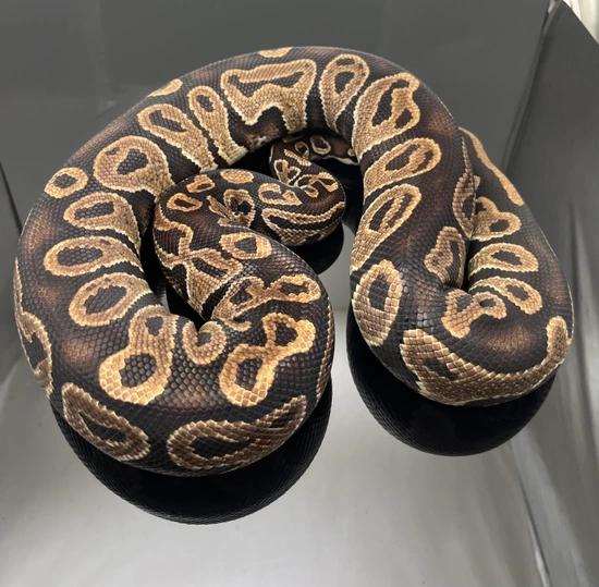 Hurricane Ball Python by Privada Exotics