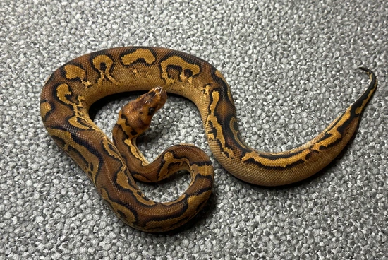 Possible Super Grim Calico Yellowbelly Clown Ball Python by Pro Herps