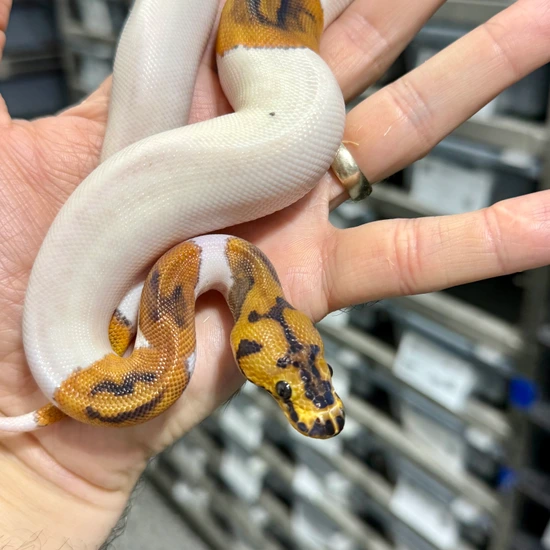 Chocolate Clown Pied Male Ball Python by Proper Royals