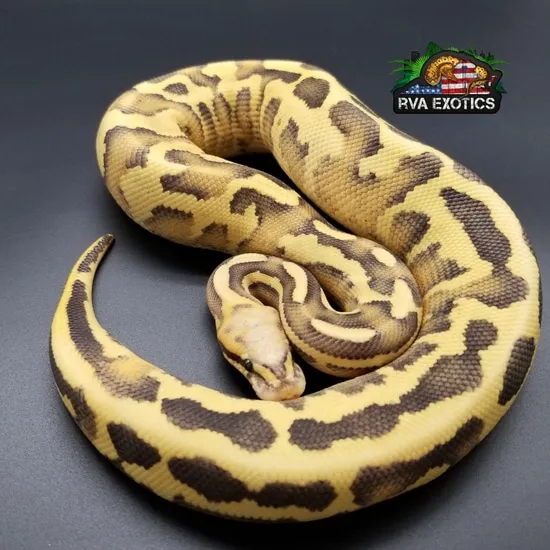 Leopard Fire Vanilla Butter Enchi 50% Het Clown Ball Python by RVA Exotics
