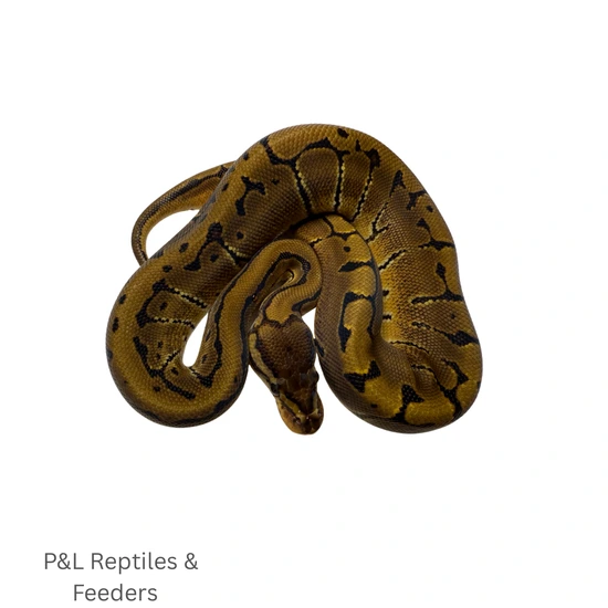 Pinstripe Male. Ball Python by P&L Reptiles