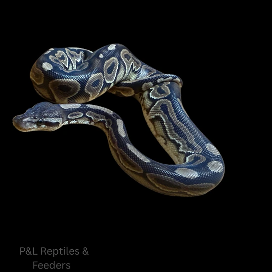 Cinnamon Ball Python by P&L Reptiles