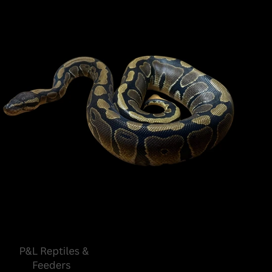Normal Ball Python Green Background Normal Ball Python by P&L Reptiles