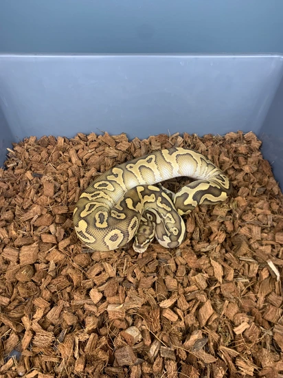 Lesser Trick Ball Python Leopard Lesser (Trick) Het Clown Ball Python by Pura Vida Pythons