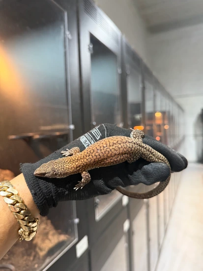 King’s Monitor (Varanus Kingorum) – Proven Breeder Other Monitor by ...