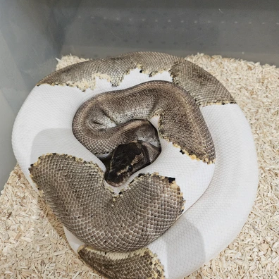 Mojave Enchi Piedbald Het Albino Ball Python - male for sale from Lowland Exotic's