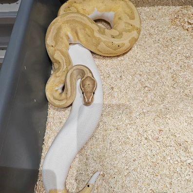 Banana Piedbald Ball Python - female for sale from Lowland Exotic's