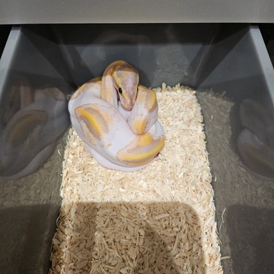 Banana Fire Pied Het Hypo Ball Python - male for sale from Lowland Exotic's