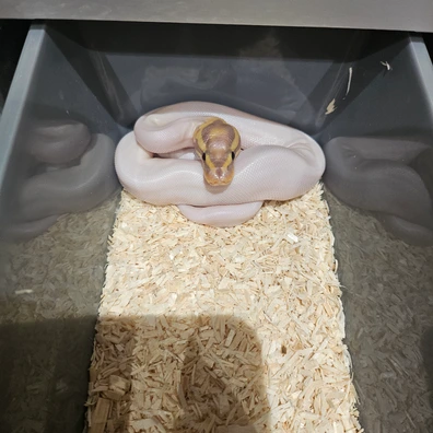 Banana Pied Het Hypo Ball Python - female for sale from Lowland Exotic's