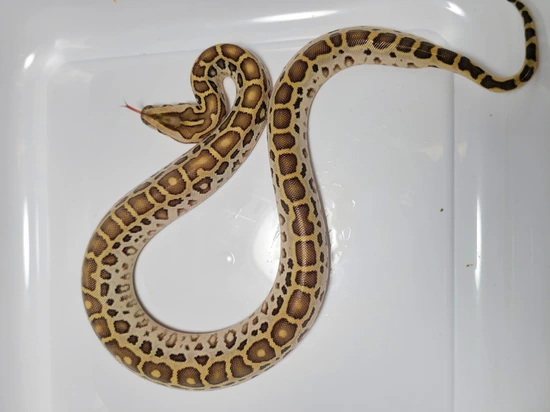 Hypo Triple Het Burmese Python by AVS Herpetology