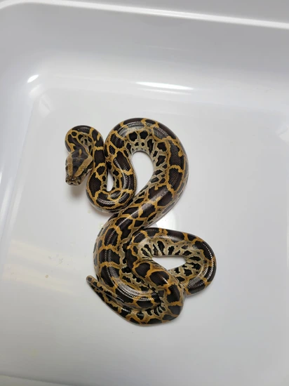 Triple Het Burmese Python by AVS Herpetology