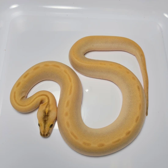 Hypo Patternless 100 Het. Alb/Gran Burmese Python by AVS Herpetology