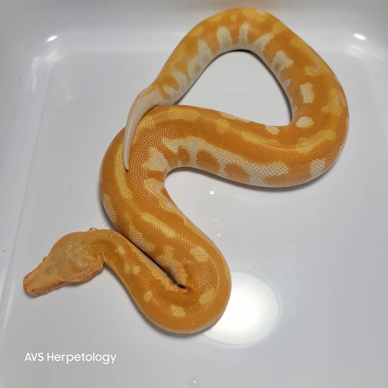 T-, High Red Line Blood Python by AVS Herpetology
