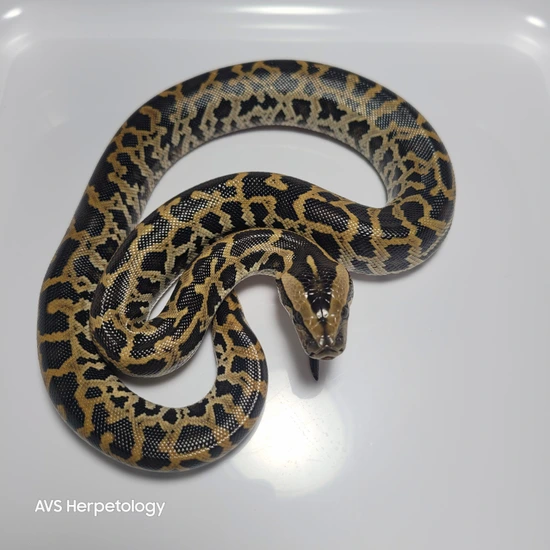 Normal Burmese Python by AVS Herpetology