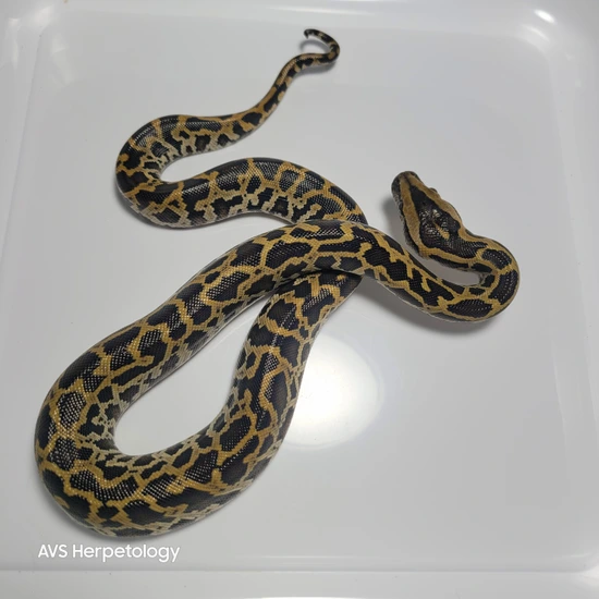 Normal Burmese Python by AVS Herpetology