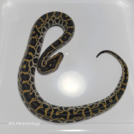 Normal Burmese Python by AVS Herpetology
