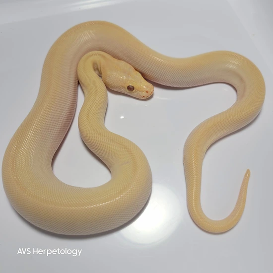Pearl, Patternless Burmese Python by AVS Herpetology