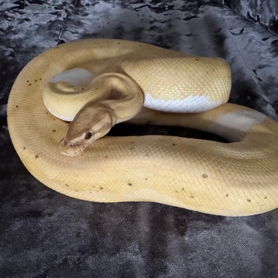 Banana Pastel Pied Proven Ball Python - male for sale from JD boas