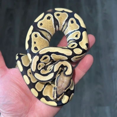 Desert Ghost Het Clown Ball Python - male for sale from Bb4 exotics