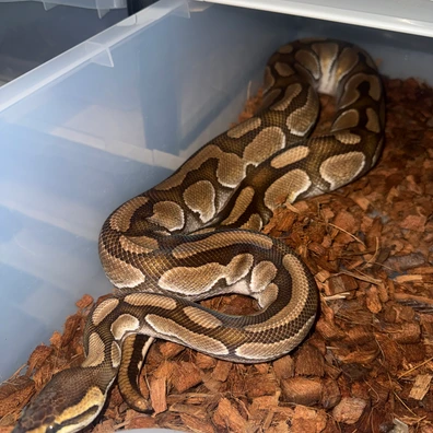 Enchi Cinnamon Het Clown