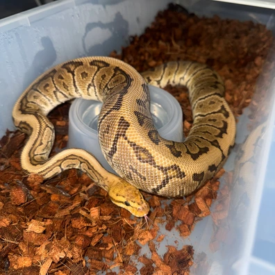 Spotnose Chocolate Redstripe Pinstripe Het Clown Ball Python - male for sale from Bb4 exotics