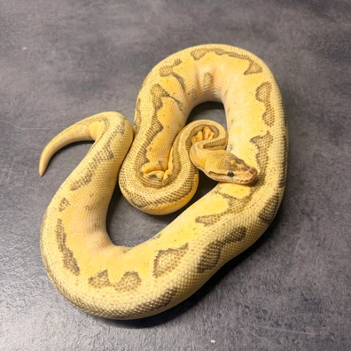Pastel Enchi Mojave Pinstripe HGW Ball Python - female for sale from PythonBreak Ball Python
