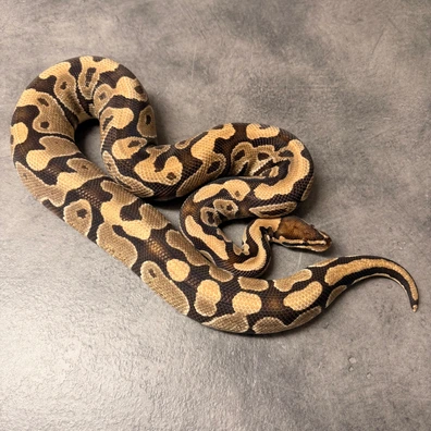 (Granite) Dh Hypo/Clown Ball Python - male for sale from PythonBreak Ball Python
