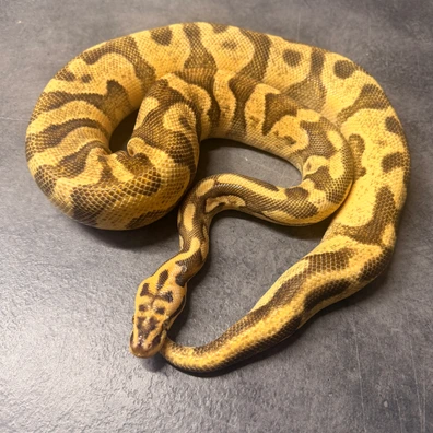 Enchi Ghi Leopard Vanilla Blade Ball Python - male for sale from PythonBreak Ball Python