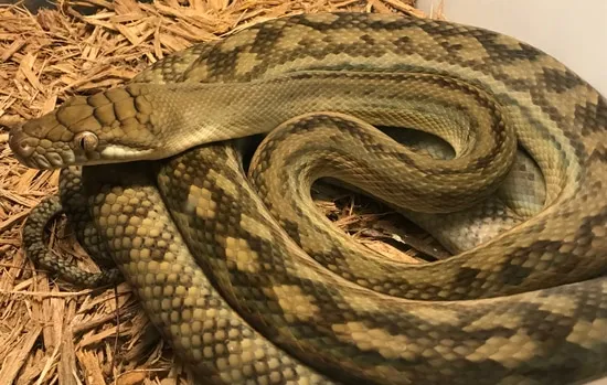 LTC Southern Scrub Python by Python Central