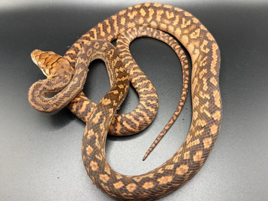 CBB Southern Scrub Python by Python Central