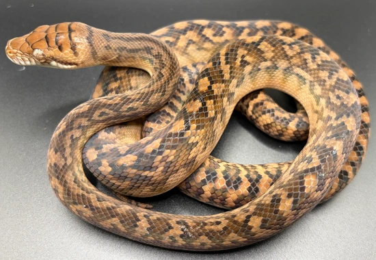 CBB Southern Scrub Python by Python Central