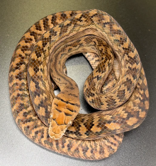 CBB Southern Scrub Python by Python Central