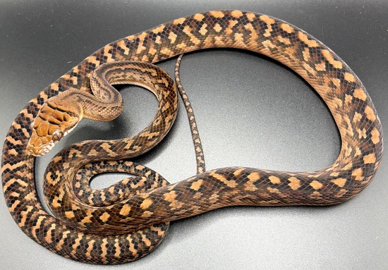 CBB Southern Scrub Python by Python Central