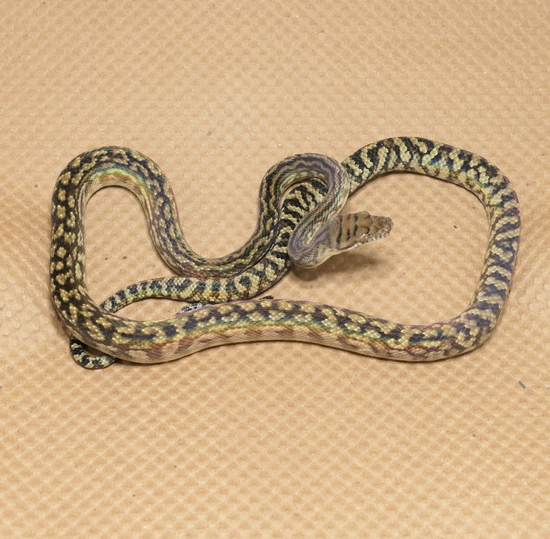 USCBB Southern (Merauke) Scrub Python by C. E. Reptiles
