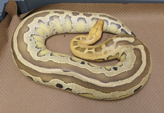 VPI Stripe Borneo Short Tail Python Borneo Short-Tailed Python by C. E ...