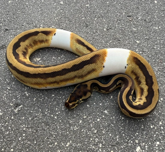 2 2025 Females In The OD DG Pied Project Ball Python by Python Junkies