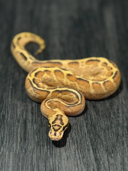 Fire Spotnose Freeway Het Clown Ball Python by Pythons Of The North