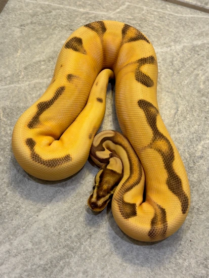 Scrambler SOD Calico Enchi Ball Python by Pythonosaur