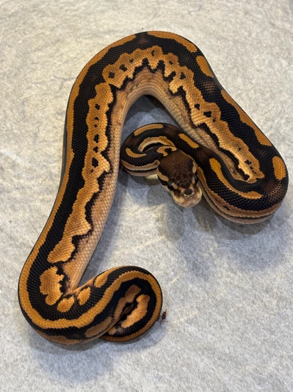 Scrambler Calico BP (Pos OD) Het Pied Ball Python by Pythonosaur