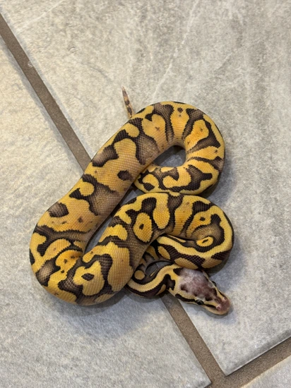 Black Head Firefly Het Pied Ball Python by Pythonosaur