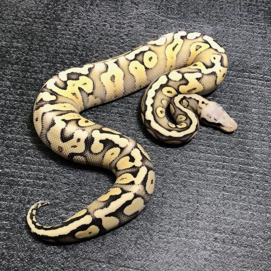 Super Pastel GHI Desert Ghost Ball Python by Pythonpirat