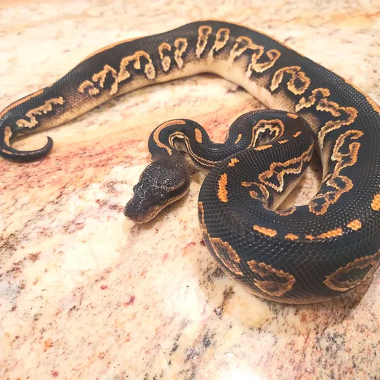 Night Bringer Trick Het Genetic Stripe Ball Python by Pythons Gone Postle