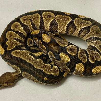 Redhead 100% Het Clown Ball Python - male for sale from Quality Captives